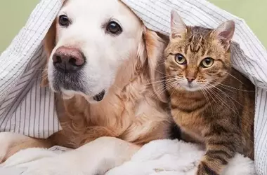 Treat Your Pets Right with Zooplus: The Ultimate Pet Paradise