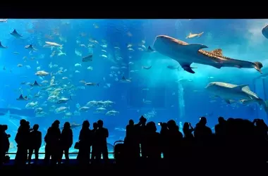 Exploring Japan: A Family Adventure Through Cruises and Land Tours
