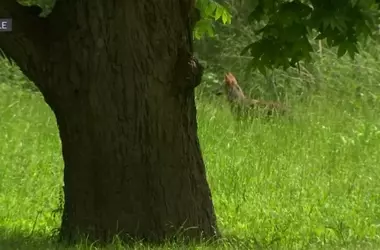 Urban Wildlife Alert: Understanding Coyote Behavior in Dallas