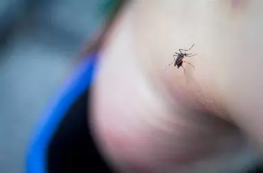 Unveiling Unexpected Strategies to Deter Mosquitoes