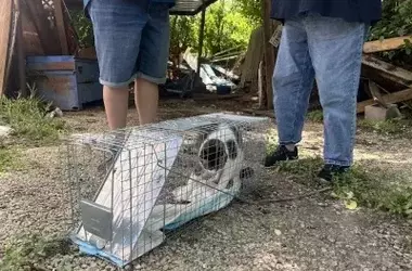 Hope Amidst the Havoc: Volunteers Unite to Reunite Pets with Owners After Devastating Texas Floods