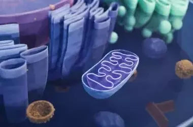 Breakthrough Genetic Technique Prevents Inherited Mitochondrial Diseases