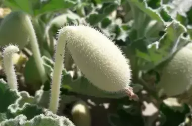 Unveiling the Explosive Seed Dispersal of the Squirting Cucumber