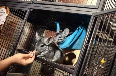Creature Comforts: Animals as Unique Bookstore Companions