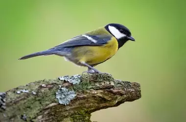 Avian Relationships: The 'Divorce' Phenomenon in Great Tits