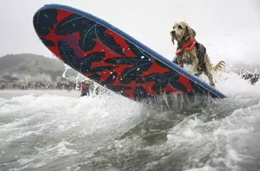Canine Conquerors of the Waves: A Dive into the World Dog Surfing Championships
