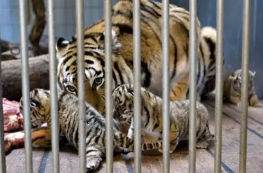 Danish Zoo's Unique Pet Donation Program for Predator Feeding Sparks Global Debate