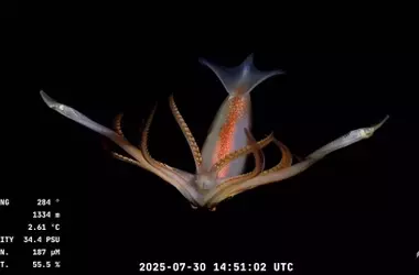 Deep-Sea Creatures Spark National Debate in Argentina