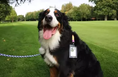 Unraveling the Enigma: The Linguistic Journey of 'Dog'
