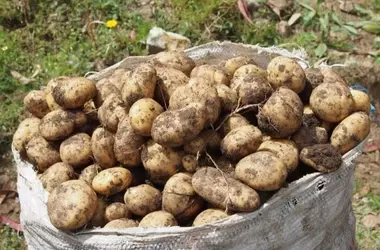 The Evolutionary Enigma of the Humble Potato Unraveled