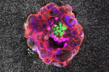 Unveiling Life's First Steps: Real-Time Embryo Implantation Captured