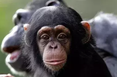 Maternal Influence on Chimpanzee Communication Development