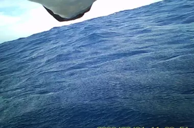 Scientists Uncover Surprising Defecation Habits of Streaked Shearwaters