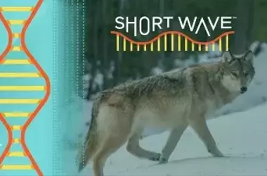 Yellowstone Wolves: Three Decades of Ecological Impact and Debate