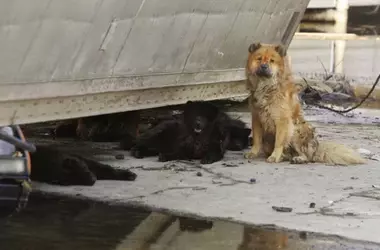 Hurricane Katrina's Enduring Impact on Pet Disaster Preparedness