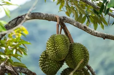 Durian Devotion: A Global Gathering in Puerto Rico's Rainforest