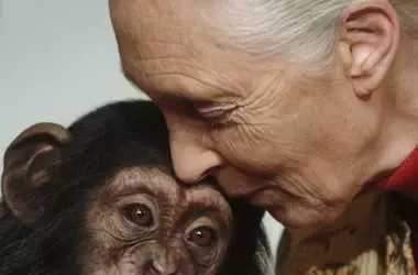 Jane Goodall's Legacy: Unveiling Humanity's Connection to the Animal Kingdom