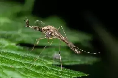 Mosquitoes Make First Appearance in Iceland Amidst Warming Climate