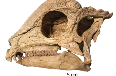 The Remarkable Discovery of Zavacephale Rinpoche: A New Perspective on Dome-Headed Dinosaurs
