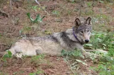 California Euthanizes Four Gray Wolves Amidst Unprecedented Livestock Predation