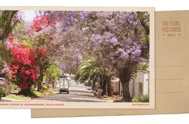 Johannesburg's Spring Transformation: A Jacaranda Spectacle