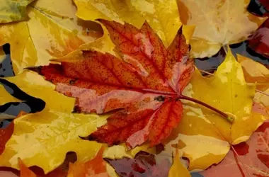 The Enigma of Autumn's Red Leaves: Scientists Divided on the Cause