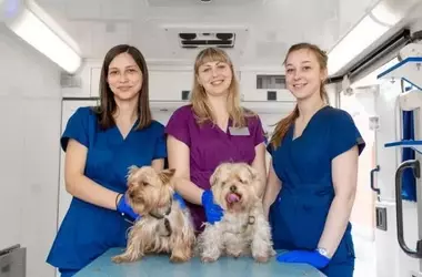 Veterinary Assistant Course: Educational Focus, Core Knowledge, and Professional Context