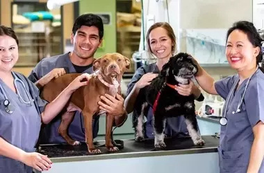 Pet Hospitals in Local Areas: Services, Functions, and Care Context