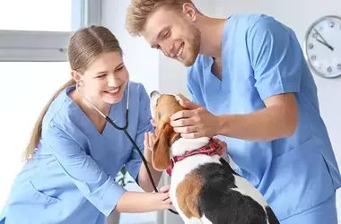 Veterinary Assistant Curriculum: A Systematic and Professional Overview