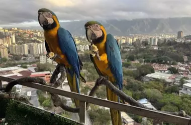 Caracas' Vibrant Macaws Face Habitat Loss Amid Urban Renewal